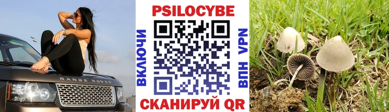 Купить  Цимлянск  Галлюциногенные грибы Psilocybe 